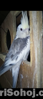 Cockatiel